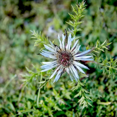 Nahaufnahme einer Silberdistel