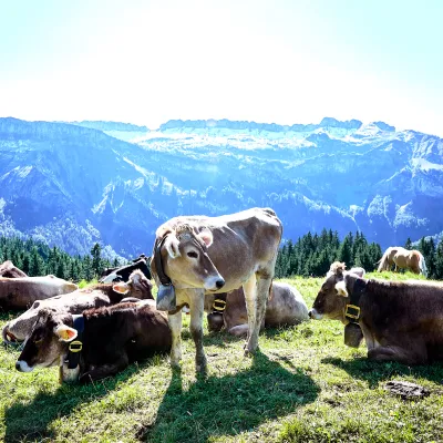 Kühe vor Bergpanorama
