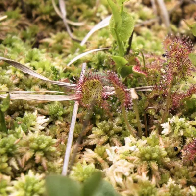 Sonnentau und Torfmoos