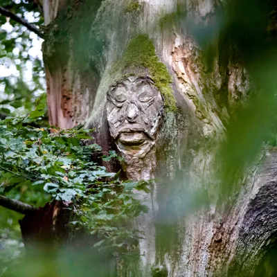 Geschnitzes Gesicht in einem breiten Baumstamm