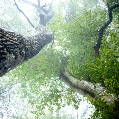 Blick nach oben in die Wipfel