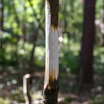 geringelte spätblühende Traubenkirsche
