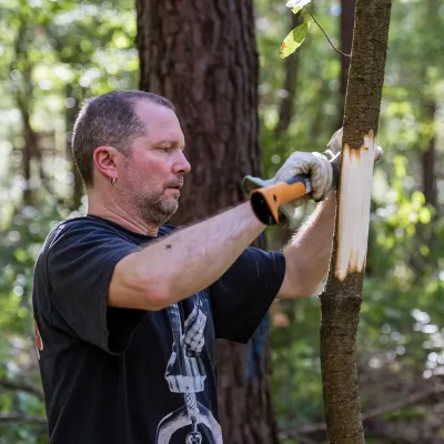 Mann ringelt spätblühende Traubenkirsche