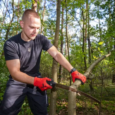 Mann fällt spätblühende Traubenkirsche