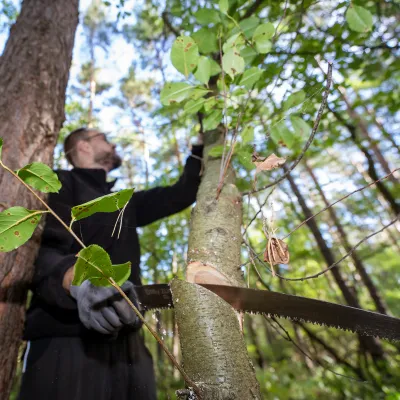 Mann sägt spätblühende Traubenkirsche mit der Handsäge um