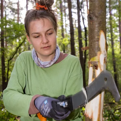 Frau ringelt Spätblühende Traubenkirsche