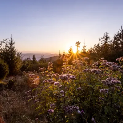 Sonnenaufgang über Waldwiesen