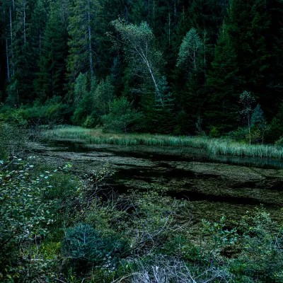 ruhiger Waldsee ganz in grün
