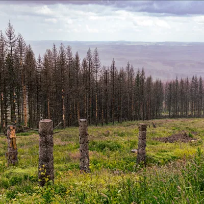 Abgestorbene Fichten