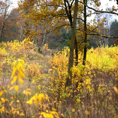 Herbstlandschaft in der Ueckermünder Heide