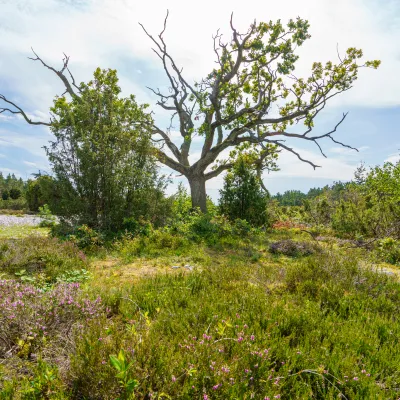 Landschaft