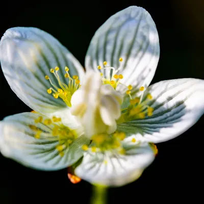 Nahaufnahme Blüte