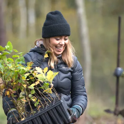 Person mit jungen Buchensetzlingen im Wald