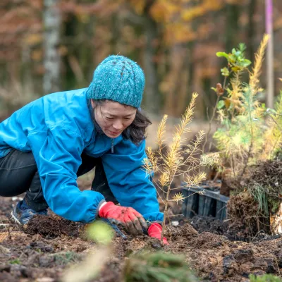 Teilnehmerin beim Pflanzen