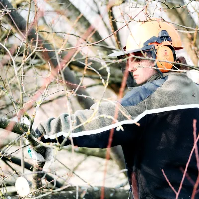 Teilnehmerin bei der Baumpflege