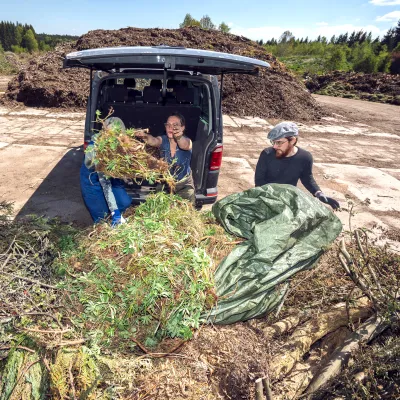 Teilnehmende laden ausgestochene Lupinen aus dem Auto