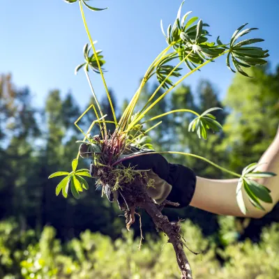 Hand hält entnommene Lupine mit Wurzeln