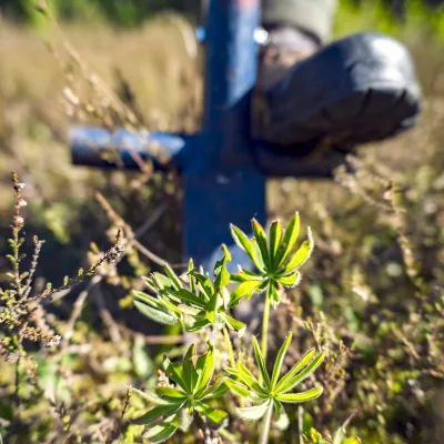 Nahaufnahme von Lupine und Werkzeug