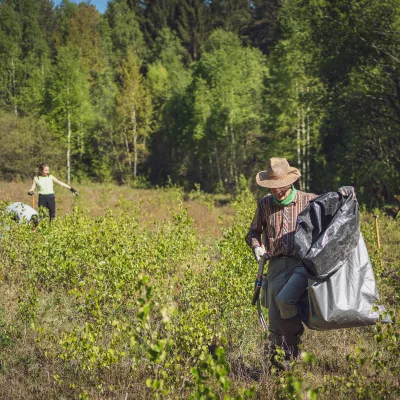 Teilnehmende auf der Fläche bei der Lupinenentnahme