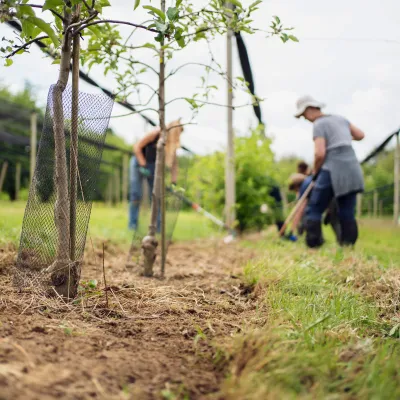 Teilnehmende bei der Pflanzung