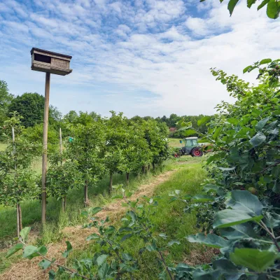 Agroforst_Bildergalerie_Bergwaldprojekt_4