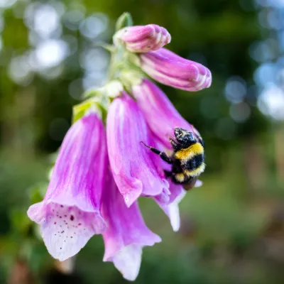 Nahaufnahme Fingerhutblüten mit einer Hummel
