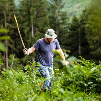 Teilnehmer mit Knüppel bei der Zurückdrängung von Farn