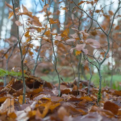 Buchen Nautverjüngung
