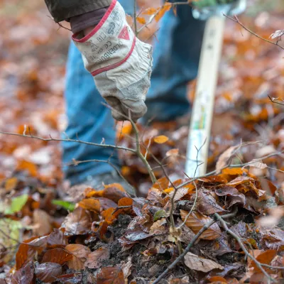 Ausstechen von Buchen Naturverjüngung