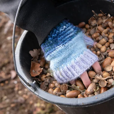 Hand greift in Eimer mit Eicheln