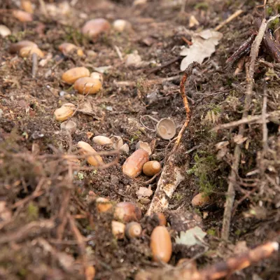 Eicheln in Saatrinne