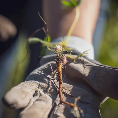 Lupine auf Handschuh