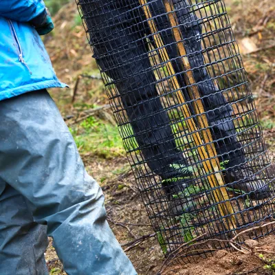 Weißtanne in Drahthose mit Menschen