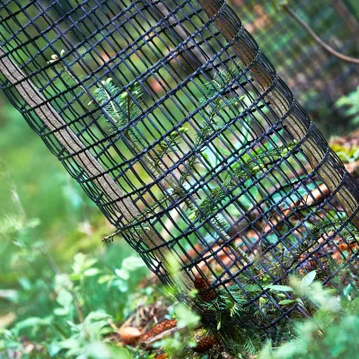 Weißtanne mit Drahthose geschützt