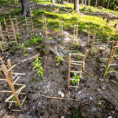 Weißtannen mit Verbissschutz