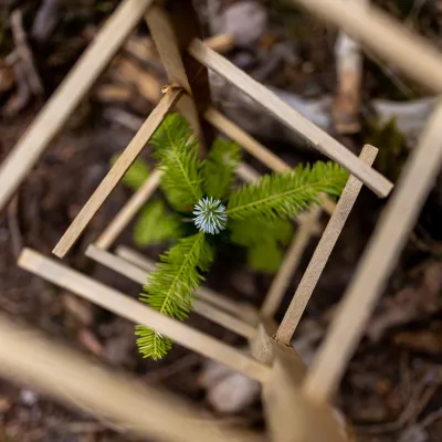 Weißtanen mit Verbissschutz aus Holz