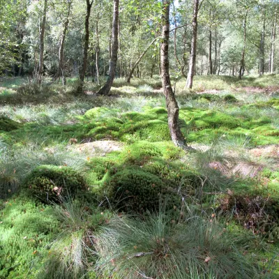 Truffvenn_Bildergalerie_Bergwaldprojekt_4