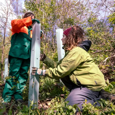 Zwei Teilnehmende bringen Verbissschutz an