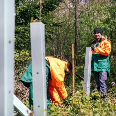 Anbringen des Verbissschutzes