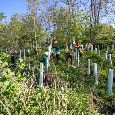 Pflanzfläche mit Verbissschutz