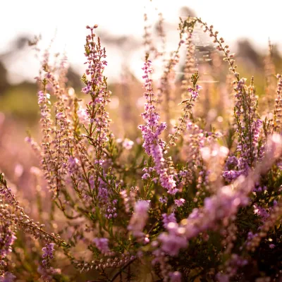 Nahaufnahme von Heidepflanzen