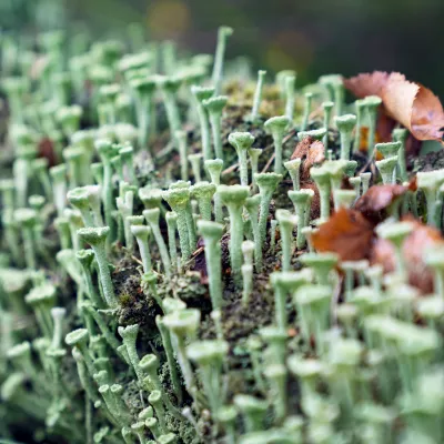 Nahaufnahme einer Pflanze