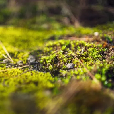 Nahaufnahme von Moos