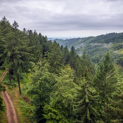 Weite Landschaftsaufnahme des Waldes