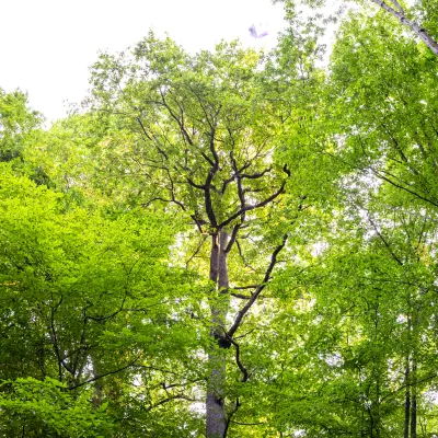 Blick in den grünen Laubwald