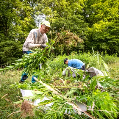 Teilnehmende bei der Entnahme von Gehölzen