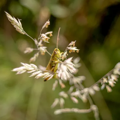 Nahaufnahme einer Heuschrecke 