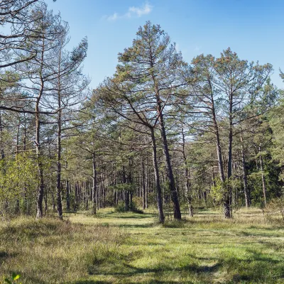 Kiefernwald bei Augsburg