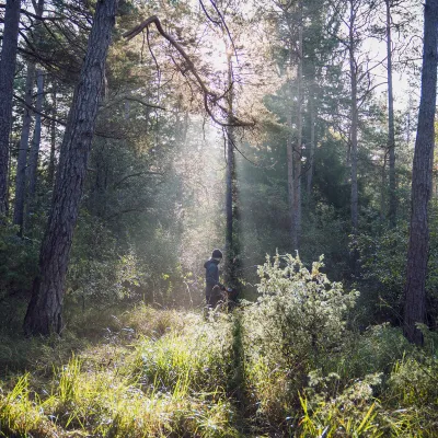 Stimmungsvoller Kiefernwald bei Augsburg