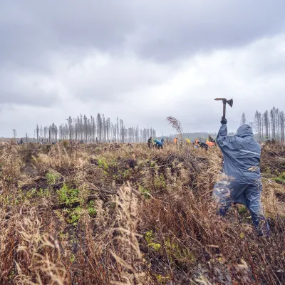 Blick über die Pflanzfläche mit Teilnehmenden in Aktion